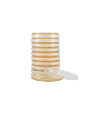 Tryptic Soy Agar Plate