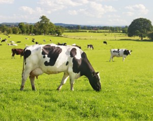 cow in field
