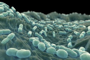 Listeria monocytogenes (ABC News)