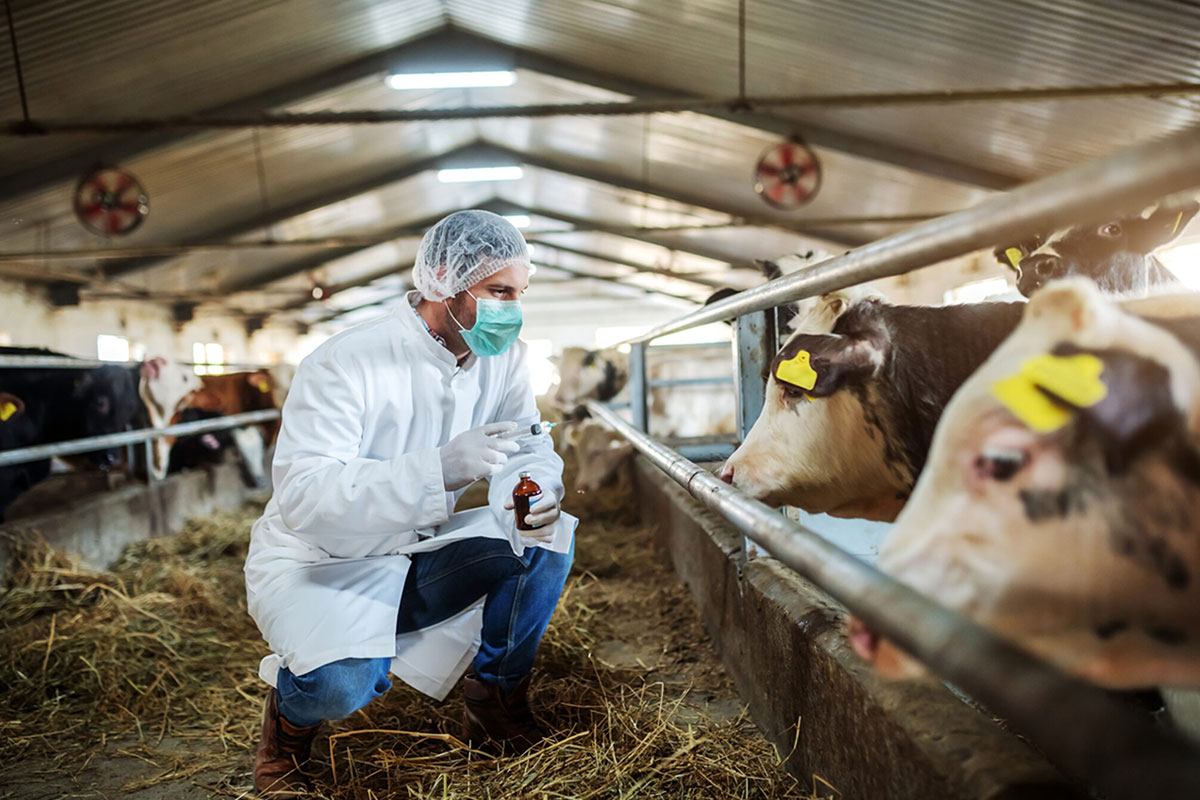 Avian Influenza: Shopping for personal protection equipment