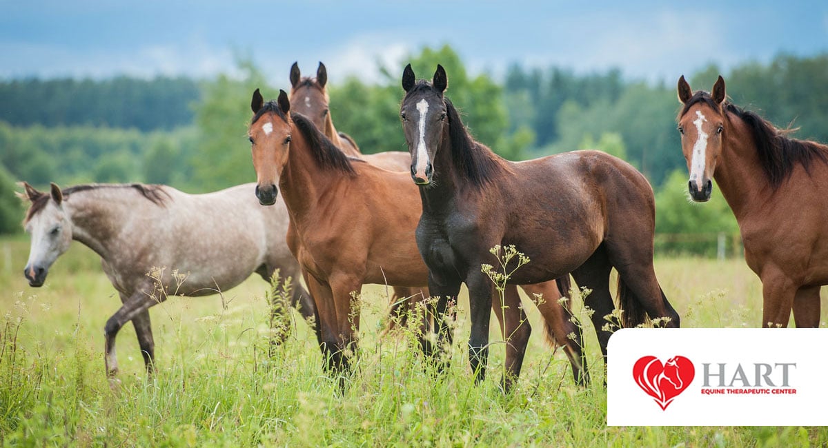 HART Equine Therapeutic Center